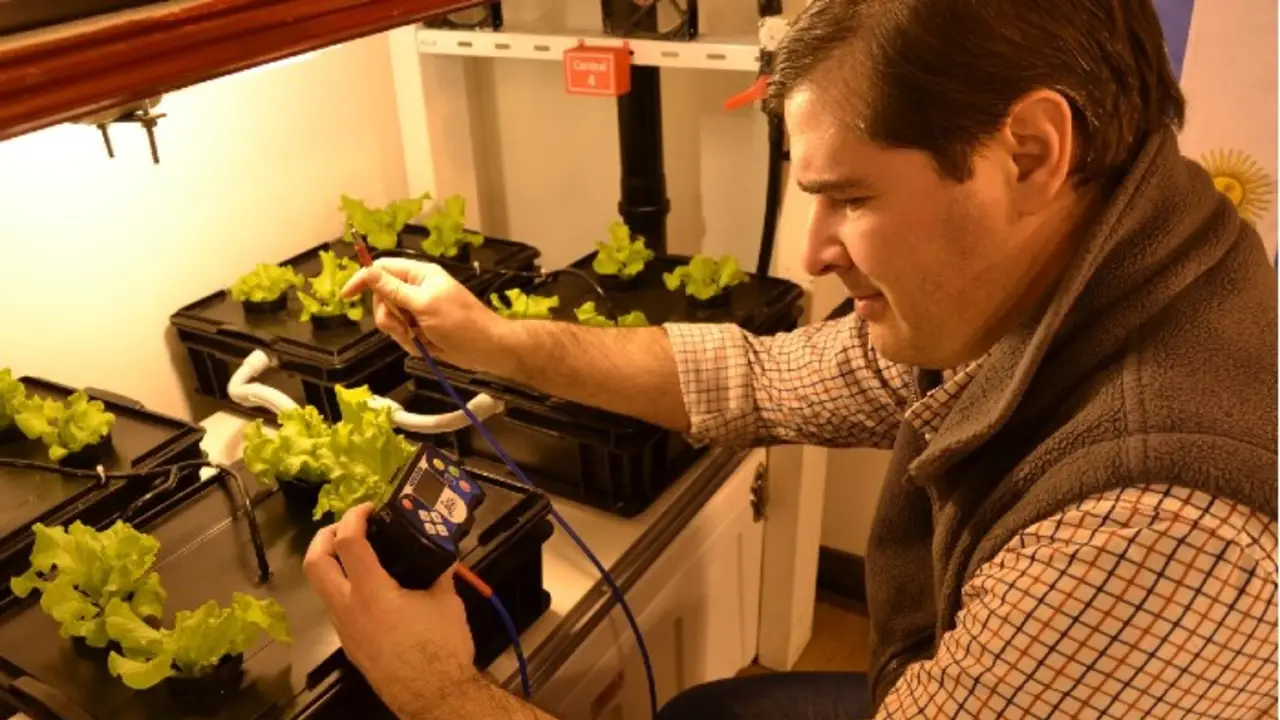 Antártida verde: científicos argentinos ya cultivan sus propios vegetales en la Base Marambio