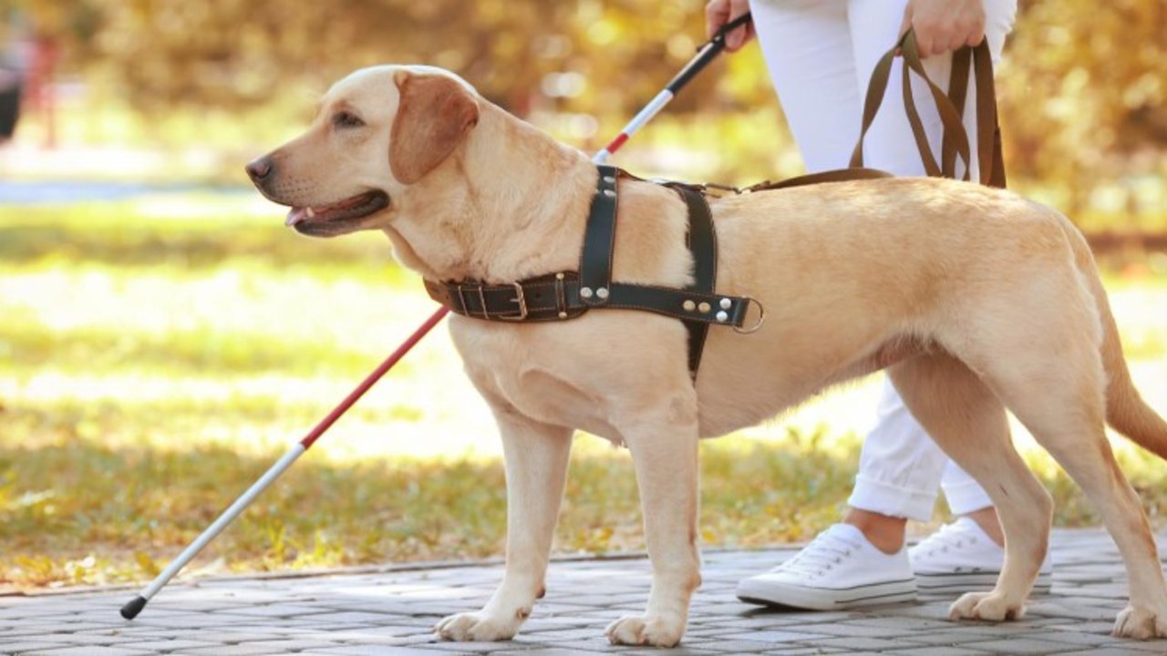 Perros de asistencia: ¿cómo se seleccionan y entrenan estos animales tan singulares?