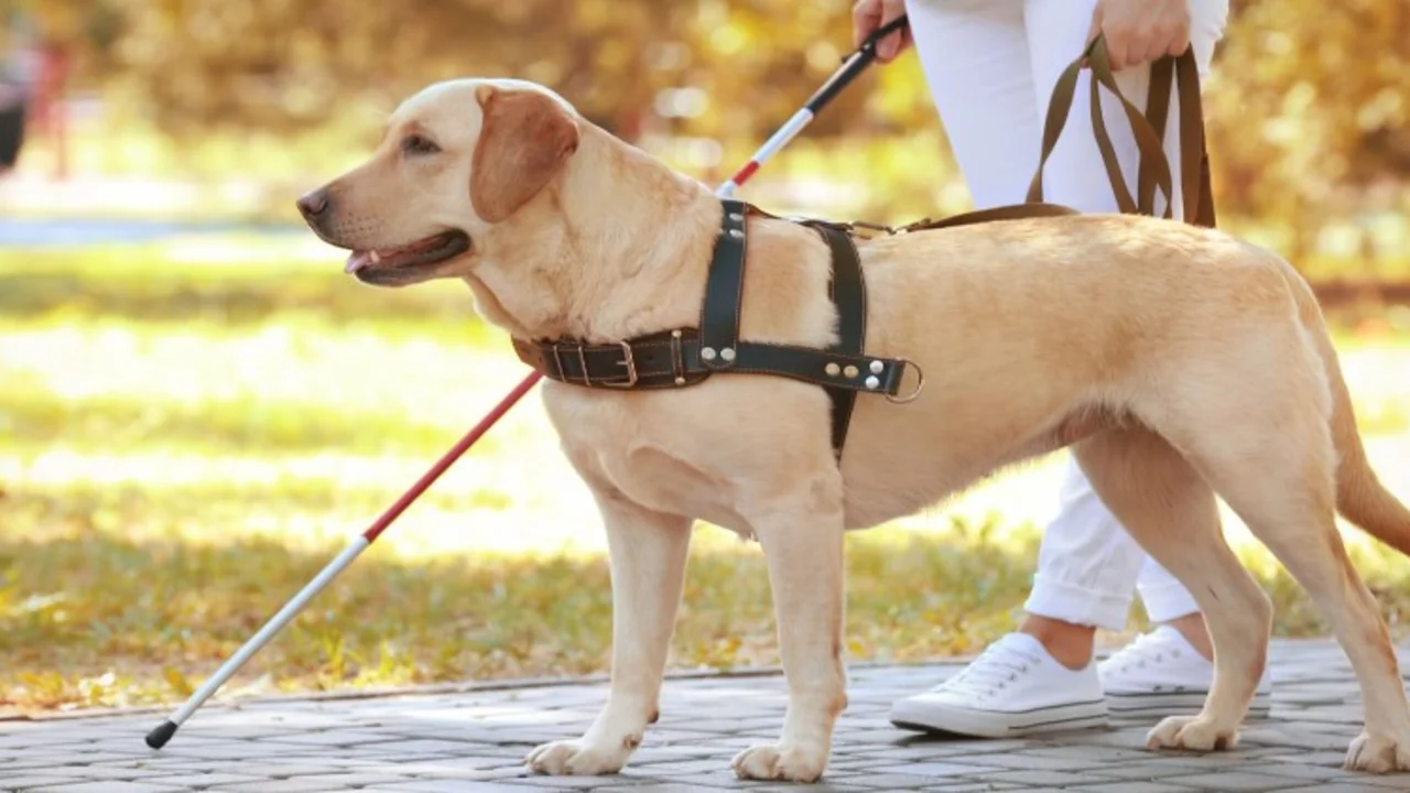 Perros de asistencia: ¿cómo se seleccionan y entrenan estos animales tan singulares?