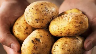 El peligro de comer papas: por qué puede ser un alimento tóxico