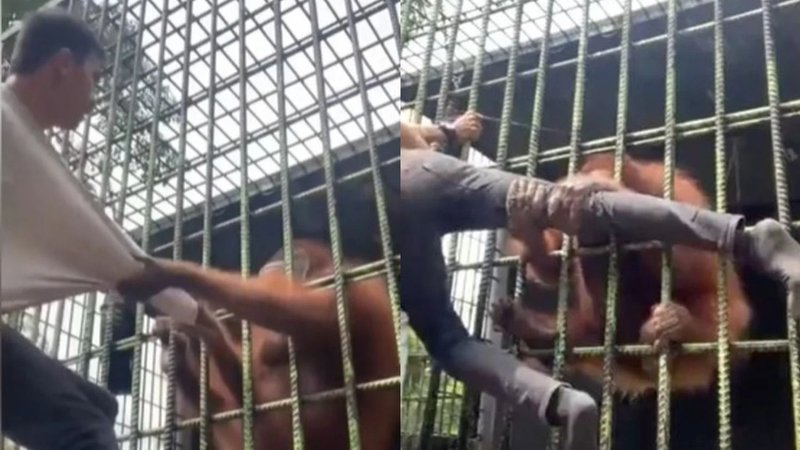 Video: Un orangután atrapó a un turista y lo arrastró a su jaula.