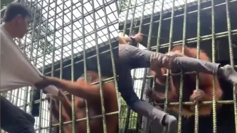 Video: Un orangután atrapó a un turista y lo arrastró a su jaula.