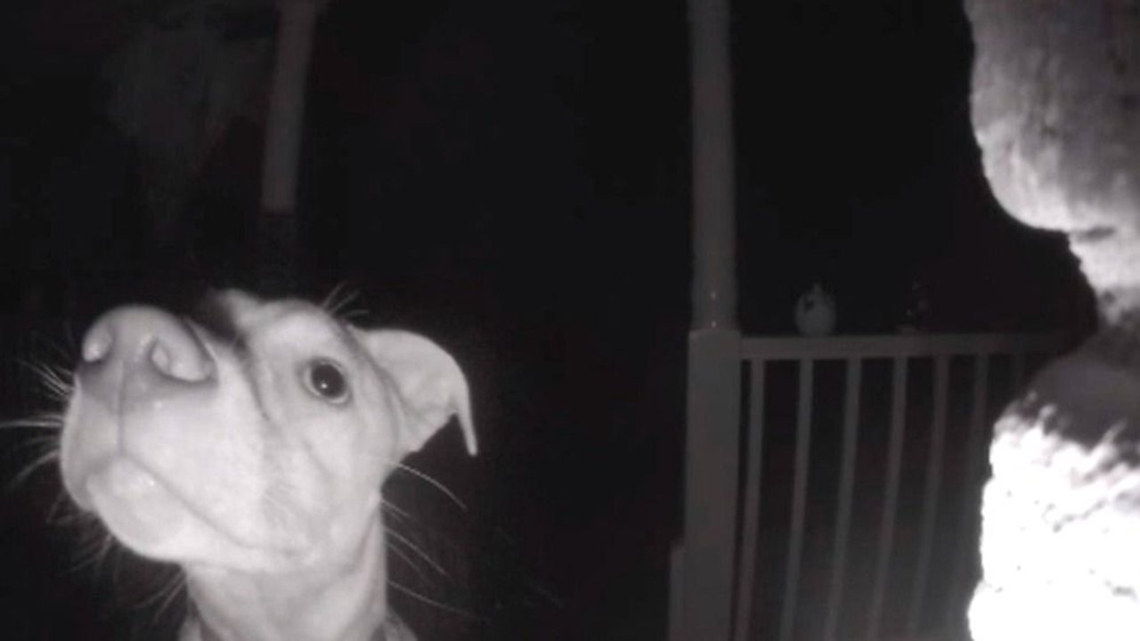 Perro se quedó afuera de la casa y tocó el timbre: el video