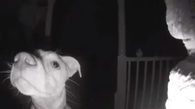 Perro se quedó afuera de la casa y tocó el timbre: el video Perro se quedó afuera de la casa y tocó el timbre: el video