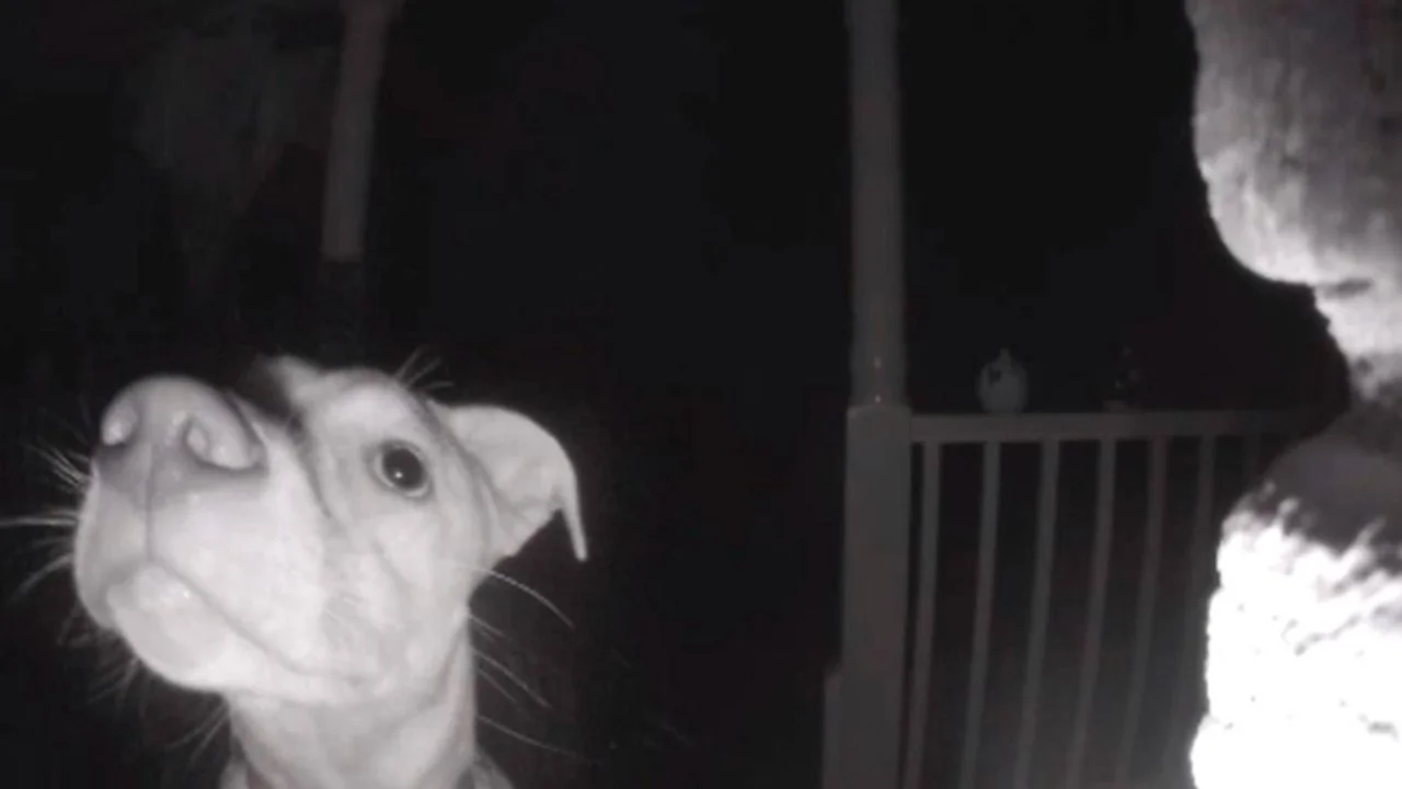 Perro se quedó afuera de la casa y tocó el timbre: el video