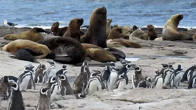 Argentina sumó un nuevo Parque Nacional, en Río Negro Argentina sumó un nuevo Parque Nacional, en Río Negro