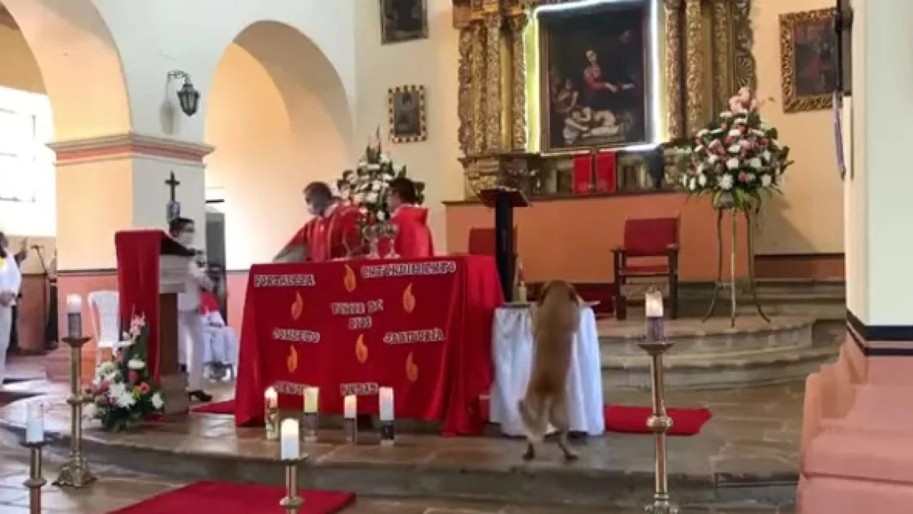 Perro se robó el pan de una misa y el video se hizo viral