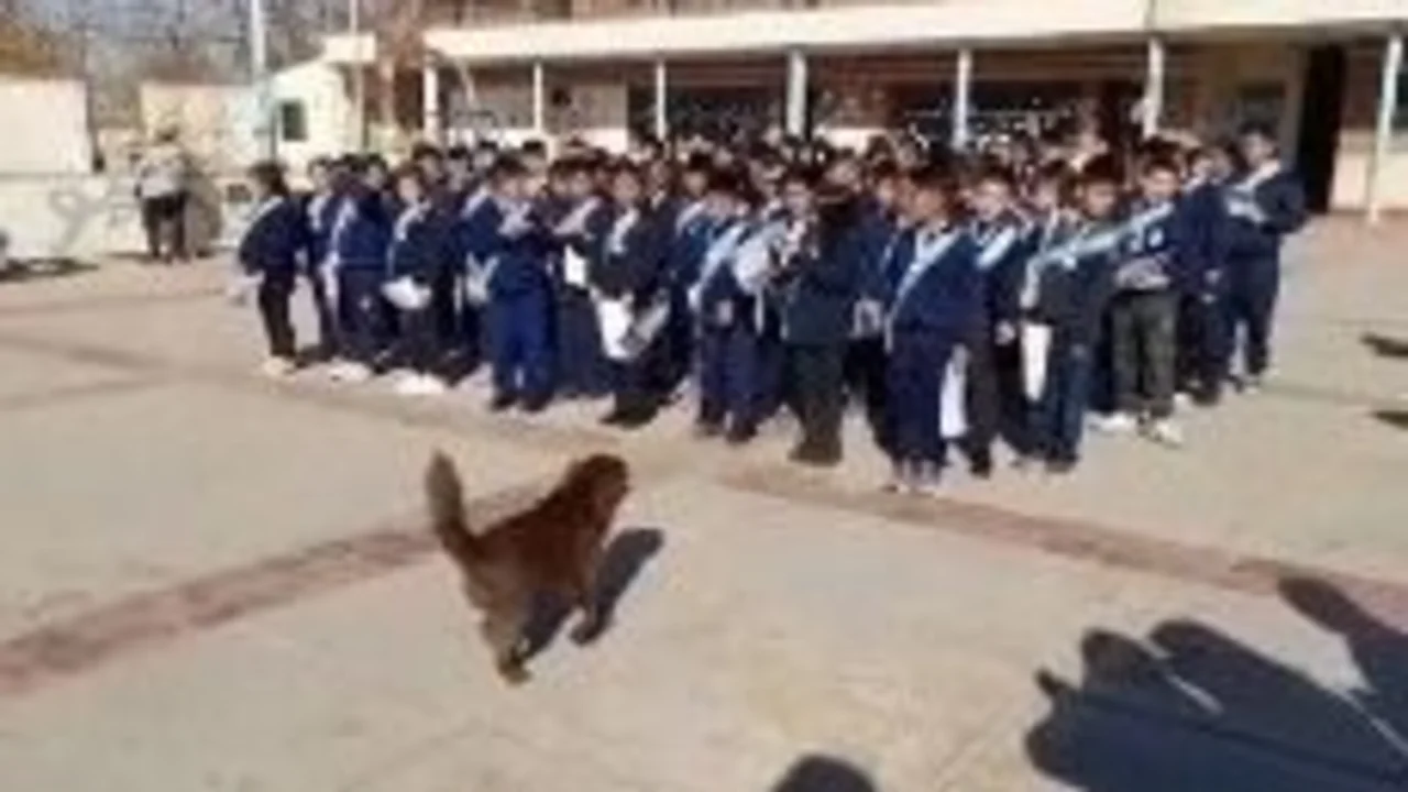 Chori, el perro que fue reconocido en una escuela por cuidar chicos y docentes con un diploma