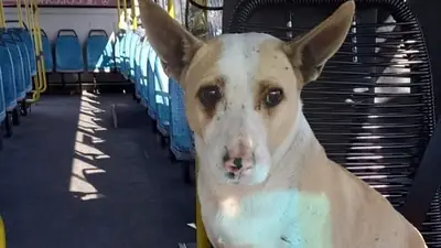 Corchito, el perro bondi que acompaña a los choferes del colectivo Oeste de La Plata y viralizó Lucas Ocaña Corchito, el perro bondi que acompaña a los choferes del colectivo Oeste de La Plata y viralizó Lucas Ocaña
