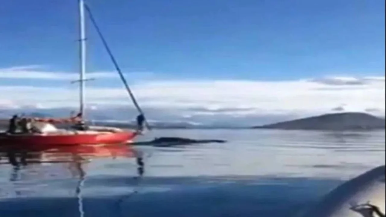 Escándalo por un velero que chocó a una ballena en Tierra del Fuego