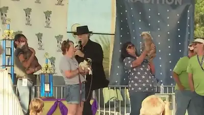 Mr Happy Face, el perro de 17 años que ganó el premio al más feo del mundo Mr Happy Face, el perro de 17 años que ganó el premio al más feo del mundo