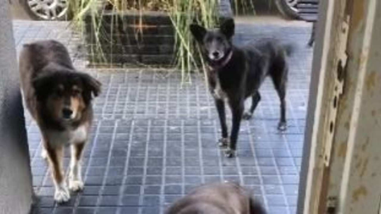 Veterinario de Olavarría graba a perros que apoyaron a su amiga accidentada y el video se volvió viral