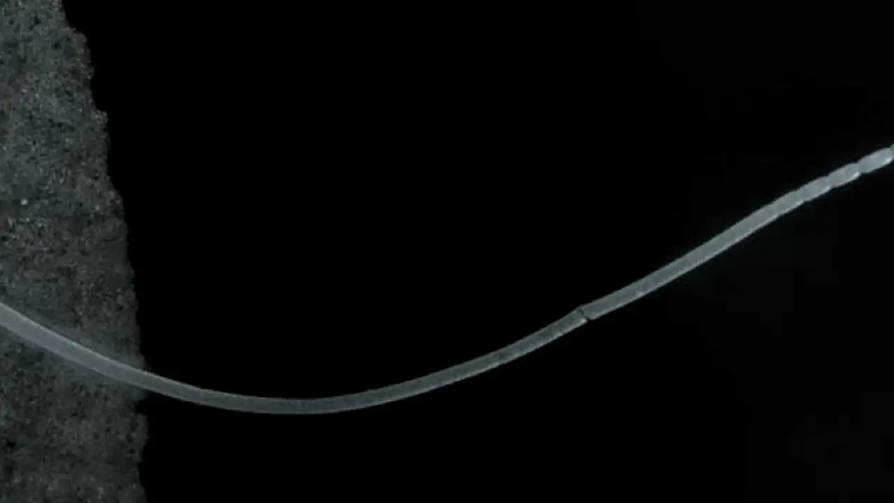 Revolución en la microbiología: descubren una bacteria que se ve a simple vista