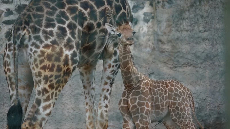 Una cría de jirafa nace en el zoológico de Santiago de Chile
