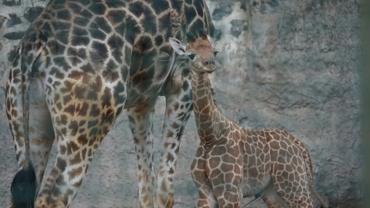 Una cría de jirafa nace en el zoológico de Santiago de Chile