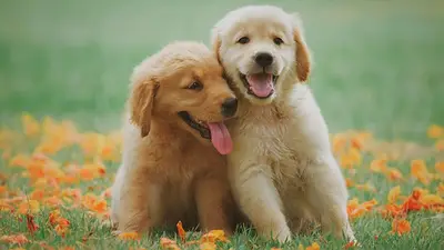Perros Perros