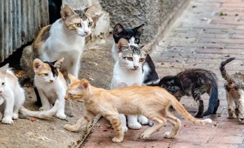Crean un método anticonceptivo inyectable y de larga duración para gatas | Mascotas