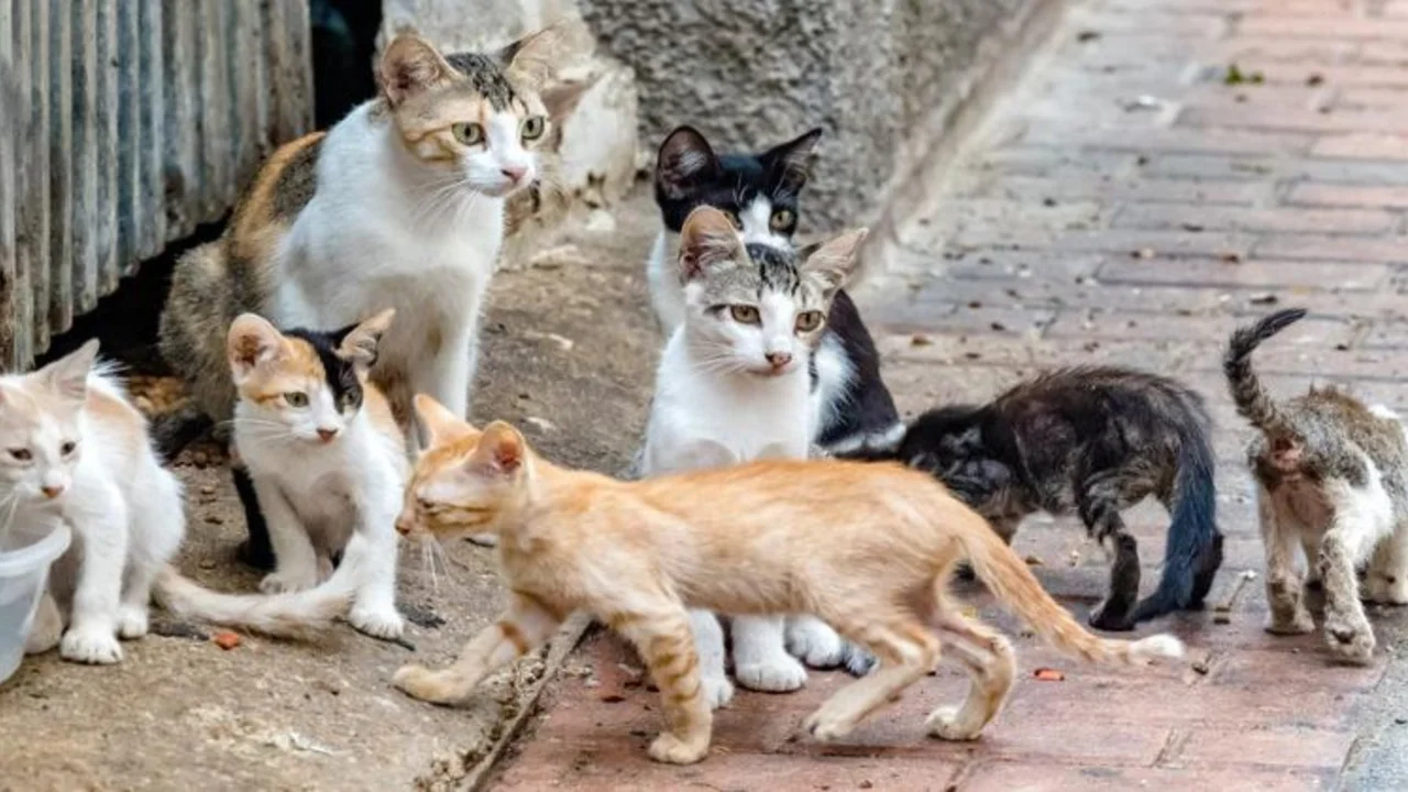 Investigadores de Estados Unidos desarrollaron un método anticonceptivo de larga duración para gatas.