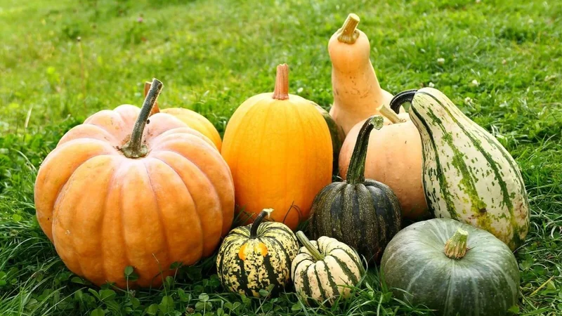 Calabaza