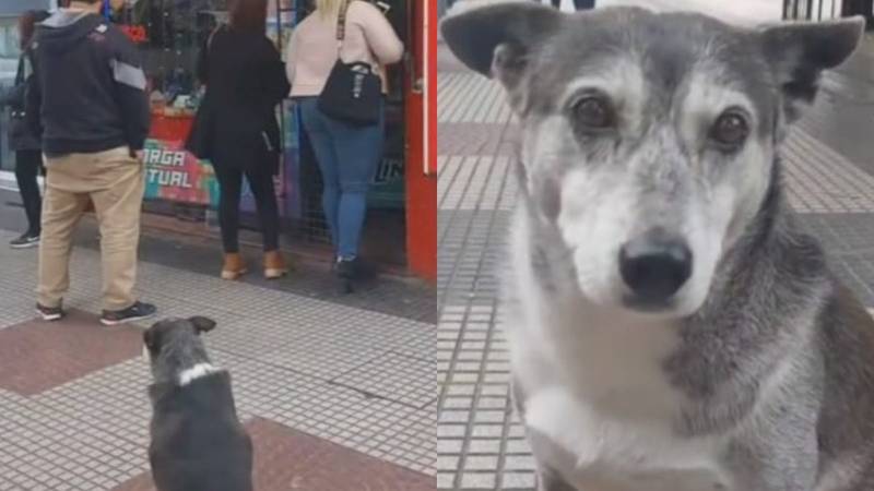 Video de Guido, el perro kiosquero viral en las redes
