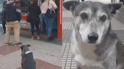 Video de Guido, el perro kiosquero viral en las redes Video de Guido, el perro kiosquero viral en las redes