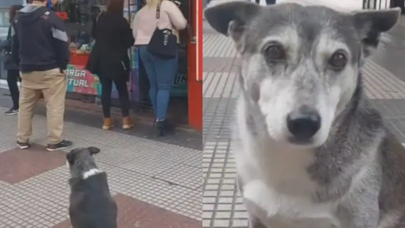 Video de Guido, el perro kiosquero viral en las redes
