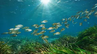 La inédita canícula, una ola de calor marino afecta actualmente las aguas del océano Atlántico. La inédita canícula, una ola de calor marino afecta actualmente las aguas del océano Atlántico.