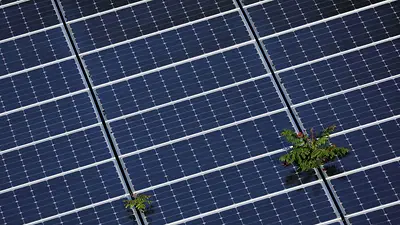 Los planes de los países aún no se ajustan al objetivo de triplicar la capacidad de las renovables Los planes de los países aún no se ajustan al objetivo de triplicar la capacidad de las renovables
