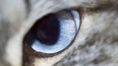 Pupila gato. Pupila gato.
