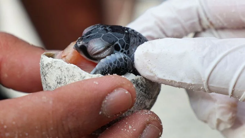En Malasia, las temperaturas más cálidas se traducen en menos tortugas macho