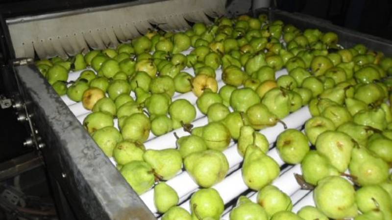Alerta alimentaria: detectan más de 80 agrotóxicos en alimentos de consumo habitual, según un estudio argentino
