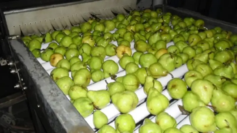 Alerta alimentaria: detectan más de 80 agrotóxicos en alimentos de consumo habitual, según un estudio argentino