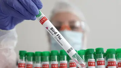 EEUU investigará posible propagación respiratoria de la gripe aviar en las vacas EEUU investigará posible propagación respiratoria de la gripe aviar en las vacas