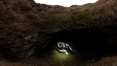 Población de pingüinos de Humboldt baja en la zona central de Chile por varias amenazas Población de pingüinos de Humboldt baja en la zona central de Chile por varias amenazas