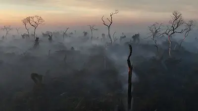 Los incendios en los humedales de Brasil alcanzan un récord en 2024 Los incendios en los humedales de Brasil alcanzan un récord en 2024