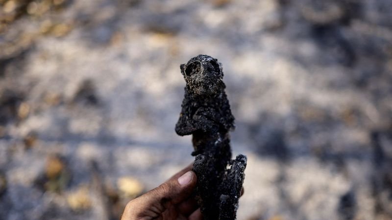 Incendios arrasan humedales de Brasil y calcinan a serpientes y monos