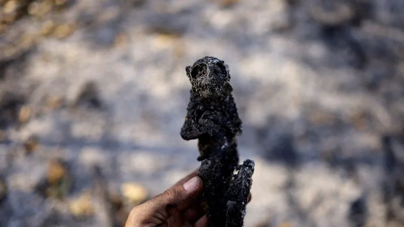 Incendios arrasan humedales de Brasil y calcinan a serpientes y monos