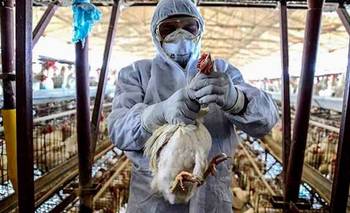 Confirman un nuevo caso de gripe aviar y piden reforzar cuidados | Salud