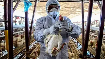 Alerta por gripe aviar: confirman un nuevo caso y llaman a productores a reforzar medidas sanitarias Alerta por gripe aviar: confirman un nuevo caso y llaman a productores a reforzar medidas sanitarias