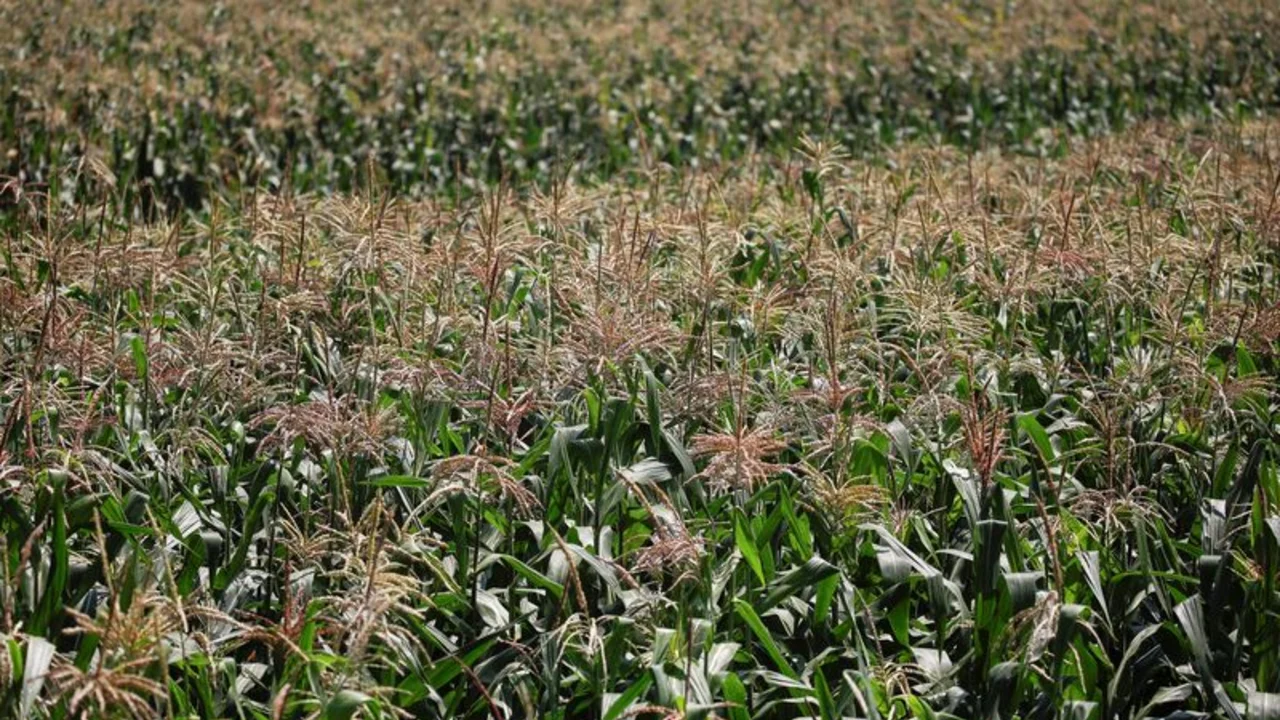 Clima adverso seguirá afectando producción maíz en México en año agrícola 2024