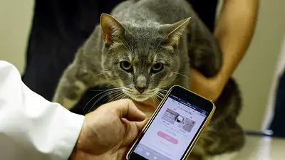 Los gatos japoneses reciben ayuda sanitaria gracias a la inteligencia artificial Los gatos japoneses reciben ayuda sanitaria gracias a la inteligencia artificial