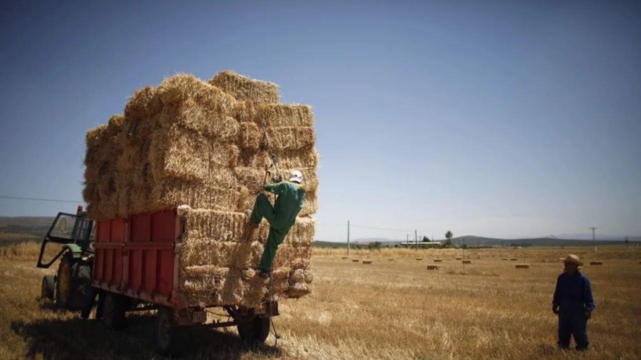 Stratégie Grains rebaja a 121,8 millones de toneladas la previsión de cosecha de trigo blando de la UE