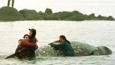 Tribu indígena de EEUU obtiene exención para reanudar la caza de la ballena gris del Pacífico Tribu indígena de EEUU obtiene exención para reanudar la caza de la ballena gris del Pacífico