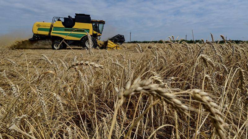 El trigo ucraniano comienza la nueva temporada con precios más altos, según un analista