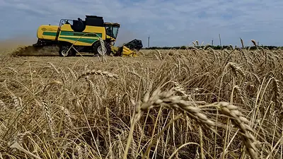 El trigo ucraniano comienza la nueva temporada con precios más altos, según un analista El trigo ucraniano comienza la nueva temporada con precios más altos, según un analista