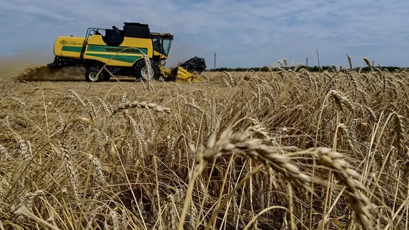 El trigo ucraniano comienza la nueva temporada con precios más altos, según un analista