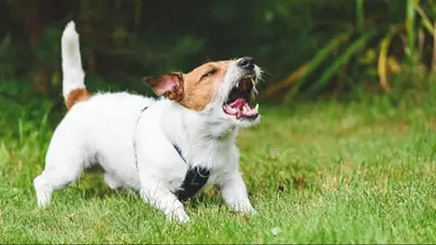 Perro ladrando. Perro ladrando.