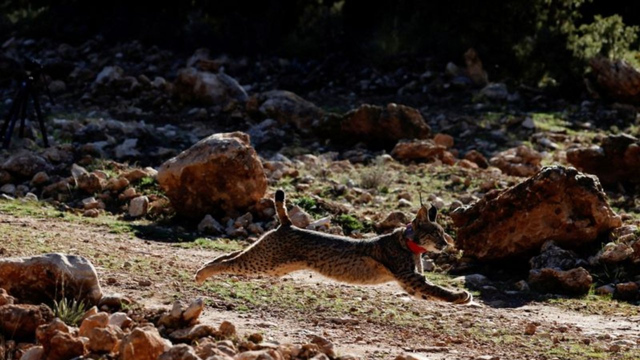 Tras más de 20 años de esfuerzos, el lince ibérico se aleja del precipicio de la extinción