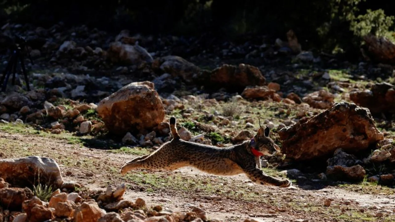 Tras más de 20 años de esfuerzos, el lince ibérico se aleja del precipicio de la extinción