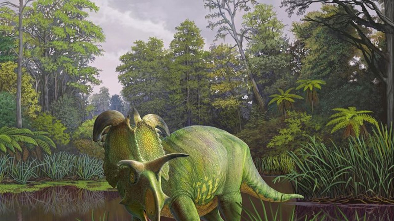 Un dinosaurio que vivía en Montana tenía cuernos como las espadas del dios nórdico Loki